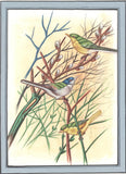 Indian Bird Painting