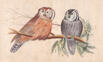 Owl Bird Painting