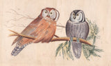 Owl Bird Painting