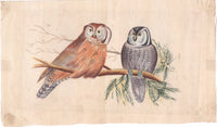 Ornithological Owl Art