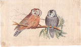 Ornithological Owl Art