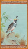 California Quail Bird Painting Rare Handmade Indian Miniature Nature Decor Art