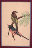 Bird Painting