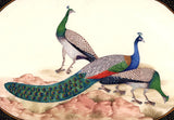 Peacock Bird Art