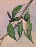 Bird Painting