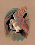 Barn Owl Bird Painting Handmade Watercolor Indian Ornithology Nature Art 9″X12″