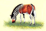 Zebra Painting