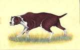 Indian Dog art