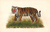 Tiger Painting