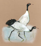 Crane Bird Art