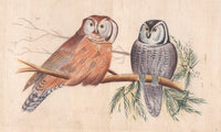 Owl Bird Painting