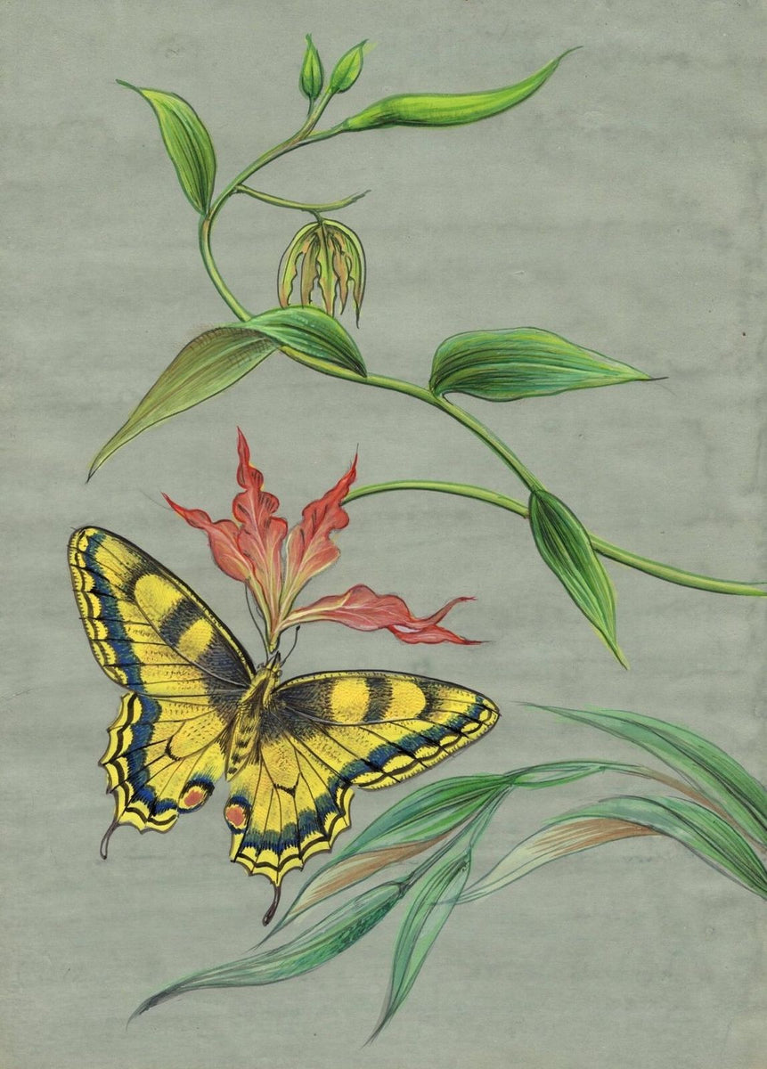 Indian Butterfly Painting Handmade Watercolor Miniature Nature Wild Li ArtnIndia
