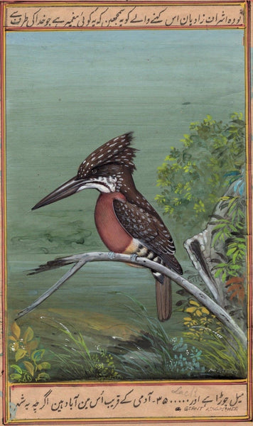 Giant Kingfisher Bird Painting Handmade Ornithology Nature Indian Miniature Art