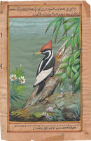 Ivory Billed Woodpecker Bird Painting Indian Miniature Nature Handmade Decor Art