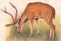 Deer Art