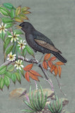 Common Starling Bird Art Rare Handmade Indian Miniature Ornithological Painting