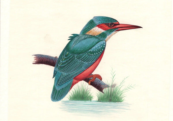 Kingfisher Bird Art