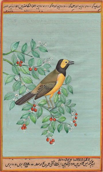 Hooded Warbler Painting Handmade Indian Miniature North American Wild Bird Art