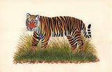 Indian Royal Bengal Tiger Painting Handmade Wild Animal Nature Miniature Art