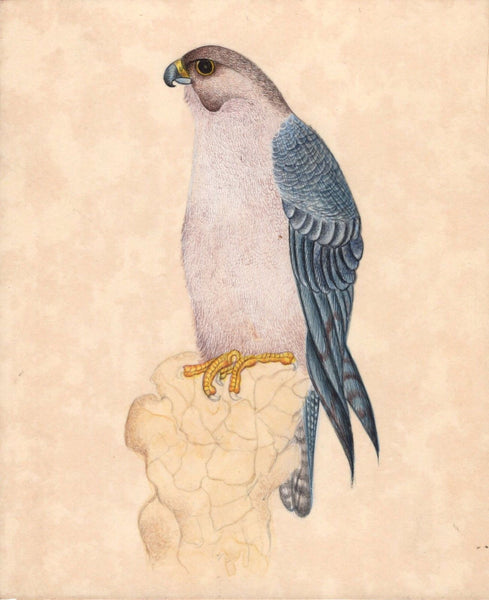 Indian Hawk Miniature Painting Handmade Bird of Prey Watercolor Nature Artwork