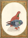 Indian Pigeon Bird of Paradise Art Handmade Miniature Watercolor Ornithology Art