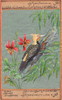 Blond Crested Woodpecker Bird Painting Handmade India Miniature Nature Decor Art