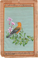 Prothonotary Warbler Bird Art Handmade Indian Miniature Ornithology Painting