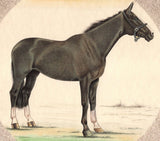 Marwari Horse Art