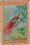 Count Raggi Bird of Paradise Painting Rare Handmade Indian Miniature Nature Art