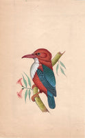 Kingfisher Bird Art
