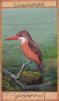 Ruddy Kingfisher Art