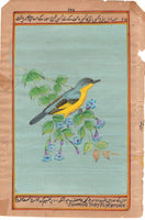 Common Tody Flycatcher Bird Art Rare Handmade Indian Miniature Nature Painting
