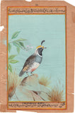 California Quail Bird Painting Rare Handmade Indian Miniature Nature Decor Art