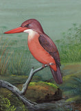 Ruddy Kingfisher Art