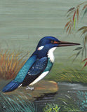 Blue Banded Kingfisher