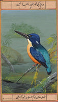 Variable Dwarf Kingfisher Wild Life Painting