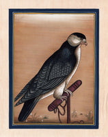 Indian Falcon Miniature Art Handmade Bird of Prey Miniature Cotton Painting