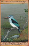 Woodland Kingfisher