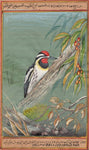 Bird Art