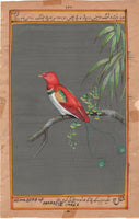 King Bird of Paradise Painting Handmade Indian Miniature Ornithology Nature Art