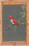 King Bird of Paradise Painting Handmade Indian Miniature Ornithology Nature Art