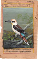 Indian Miniature Nature Painting Handmade Laughing Kookaburra Kingfisher Art