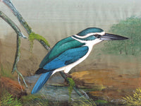 Mangrove Kingfisher Art