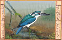 Indian Bird Painting