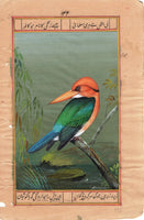 Kingfisher Nature Art