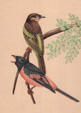 Ornithological Painting Rare Handmade Indian Miniature Watercolor Bird Pair Art