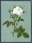 White Rose Painting