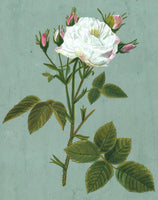 White Rose Floral Painting