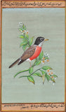 American Robin Bird