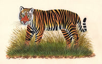 Indian Tiger Art